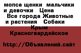 мопса щенки -мальчики и девочки › Цена ­ 25 000 - Все города Животные и растения » Собаки   . Крым,Красногвардейское